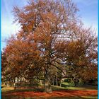 "nur" ein alter Baum