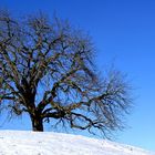 Nur ein alter Kastanienbaum