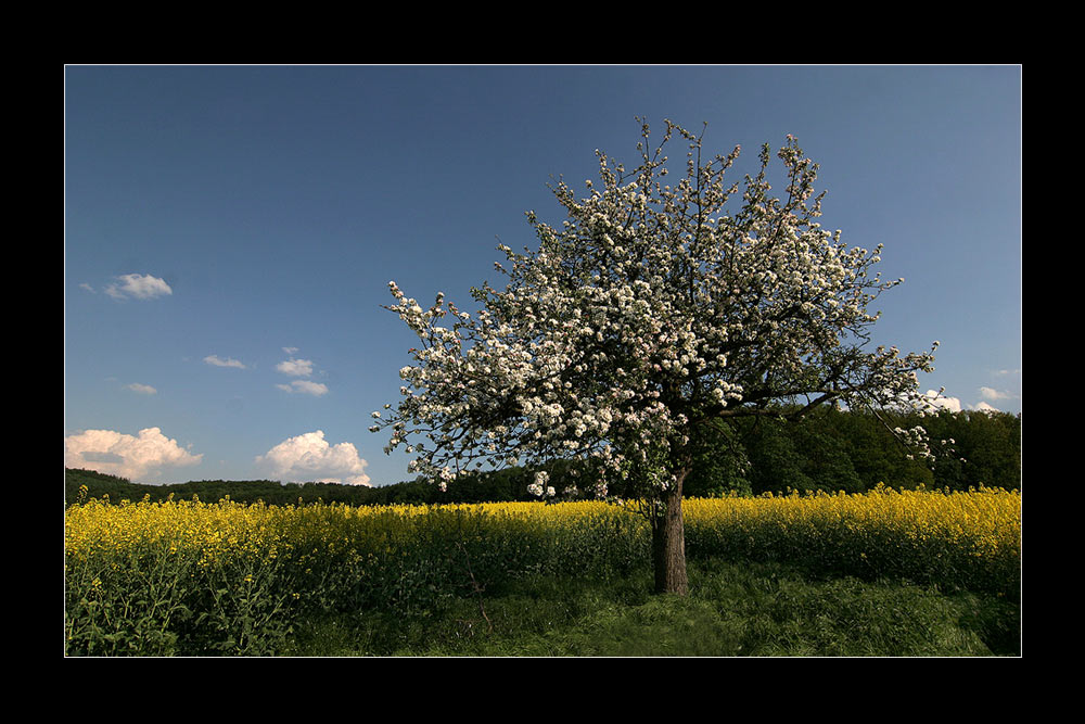 Nur ein Apfelbaum