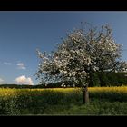 Nur ein Apfelbaum