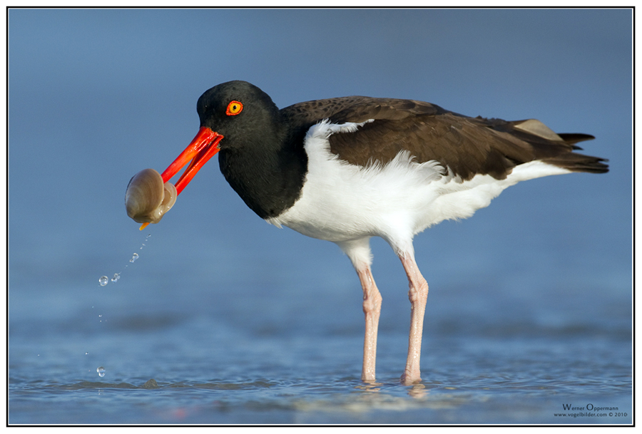 Nur ein Austernfischer (Haematopus palliatus)