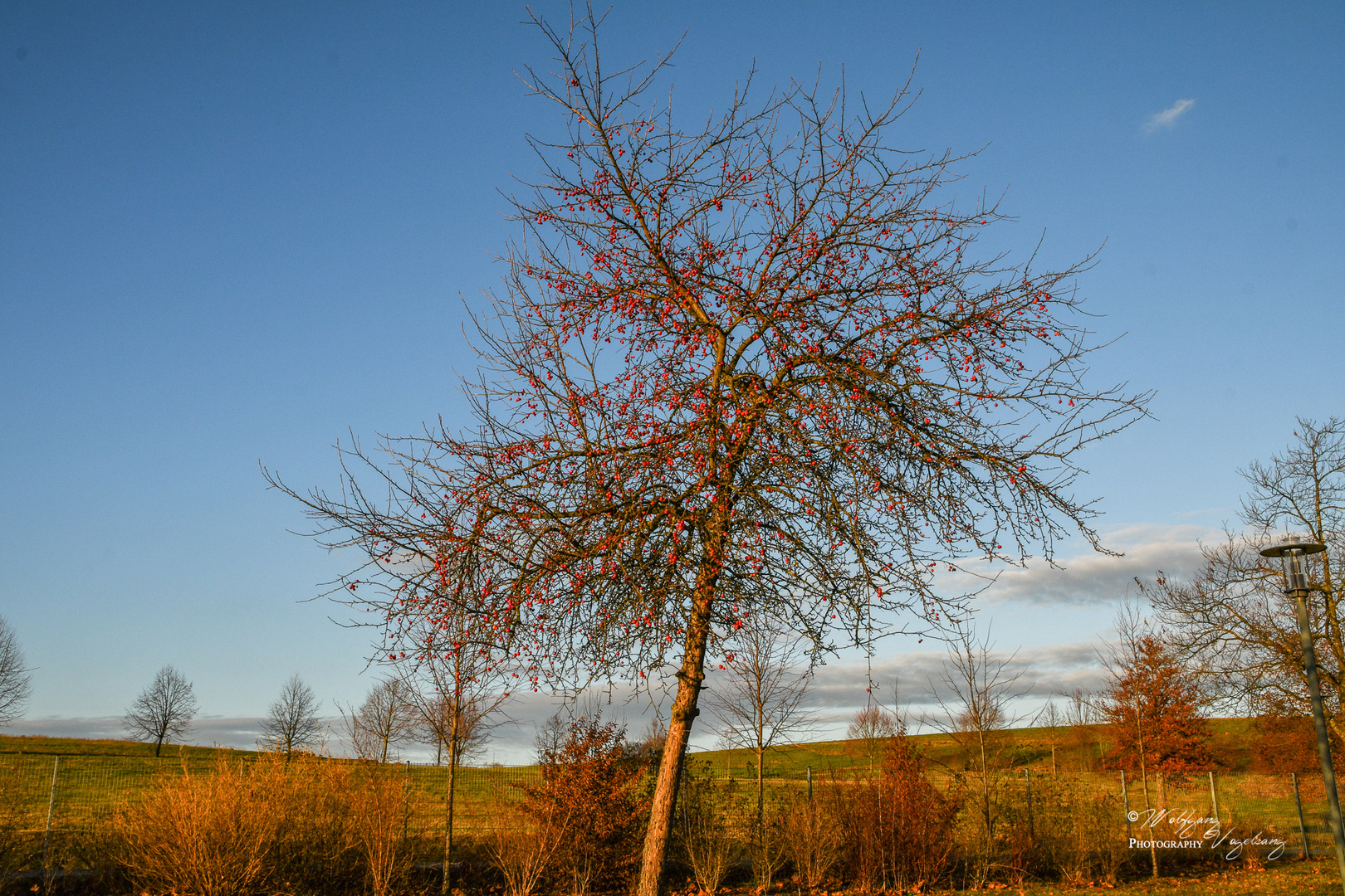 Nur ein Baum