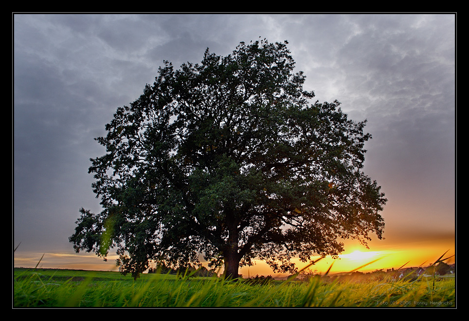 Nur ein Baum...