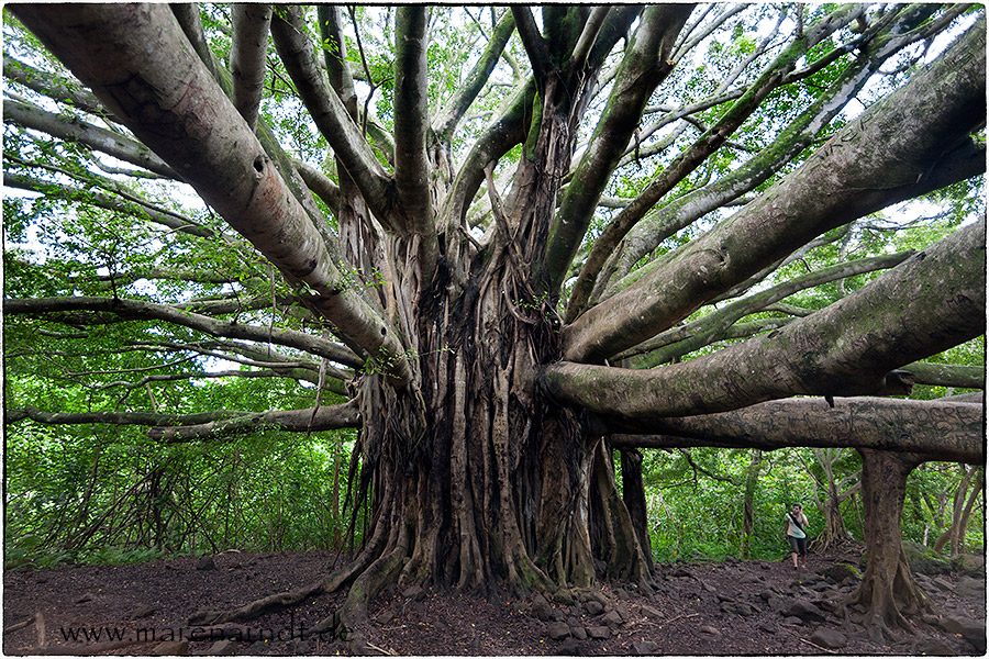 Nur ein Baum (1)