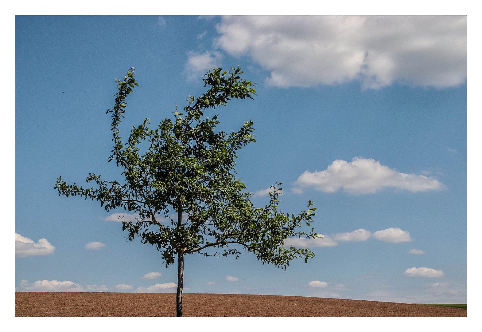 Nur ein Baum