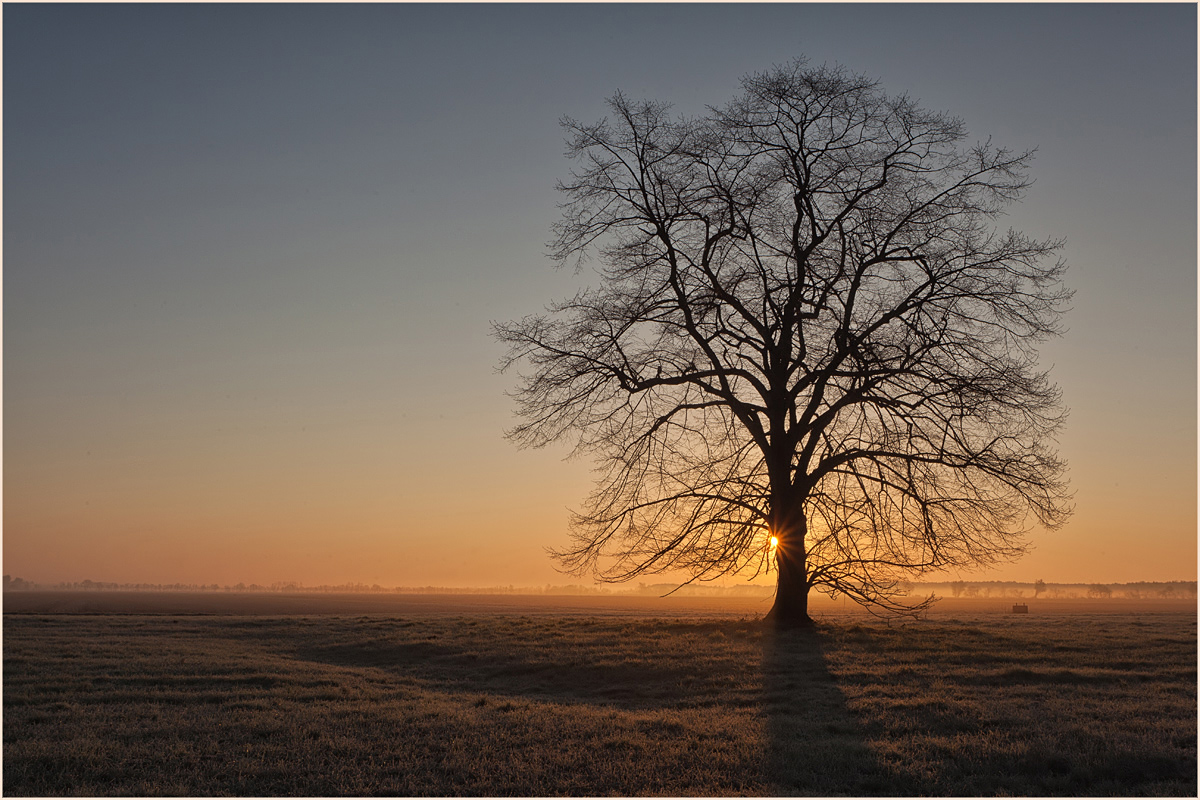 nur ein Baum 2