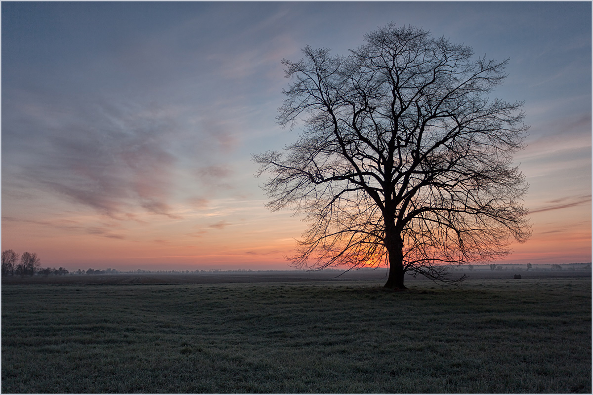 nur ein Baum 3...