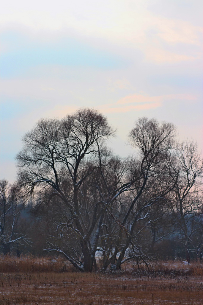 Nur ein Baum