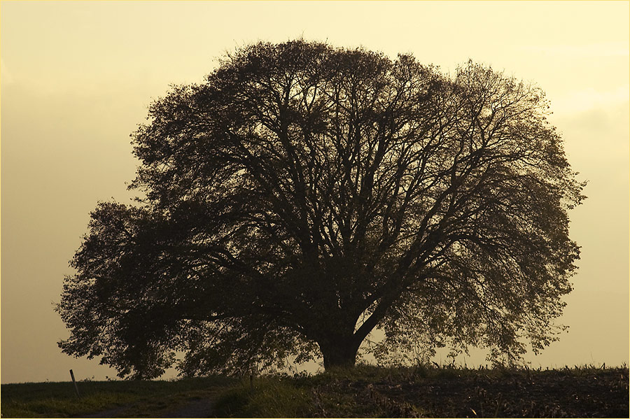 nur ein Baum