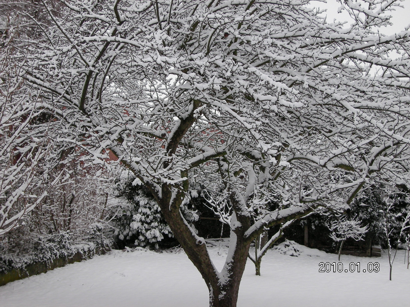 nur ein Baum