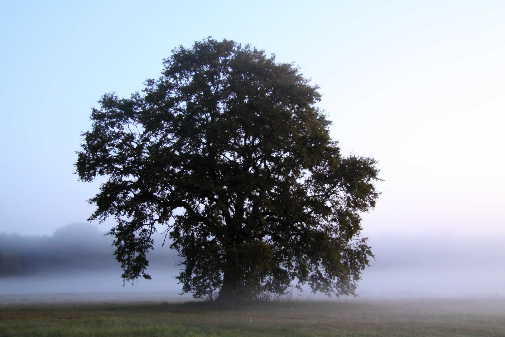 Nur ein Baum ...