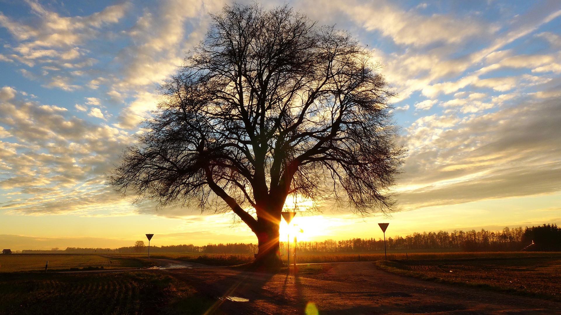 " nur ein Baum "