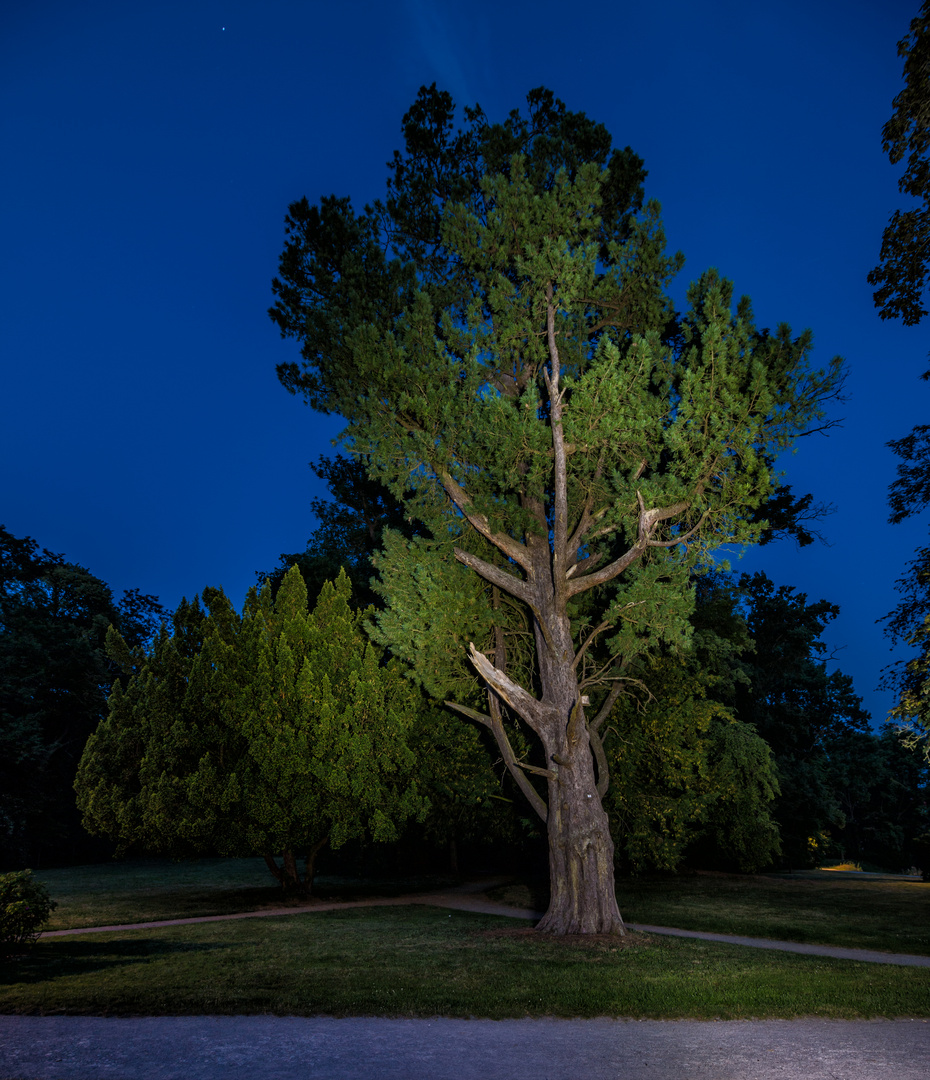 nur ein Baum