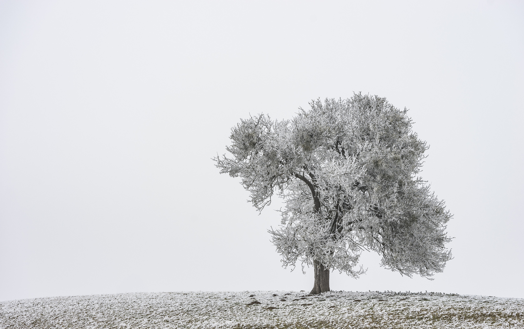 nur ein Baum