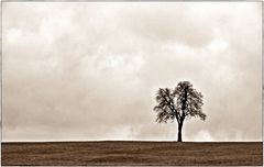 nur ein baum