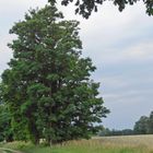 nur ein Baum am Weg