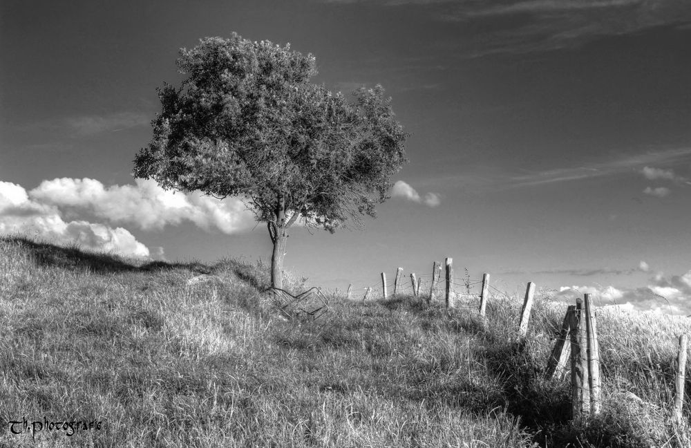 ...nur ein Baum am Zaun...