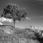 ...nur ein Baum am Zaun...