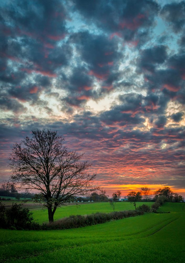 Nur ein Baum