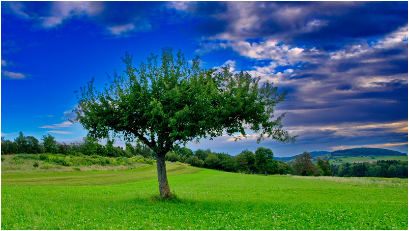 Nur ein Baum