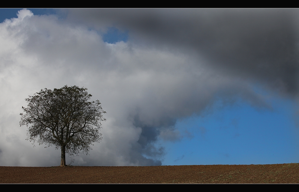 Nur ein Baum.......