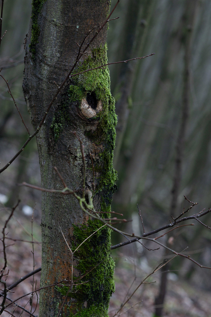 Nur ein Baum ? 