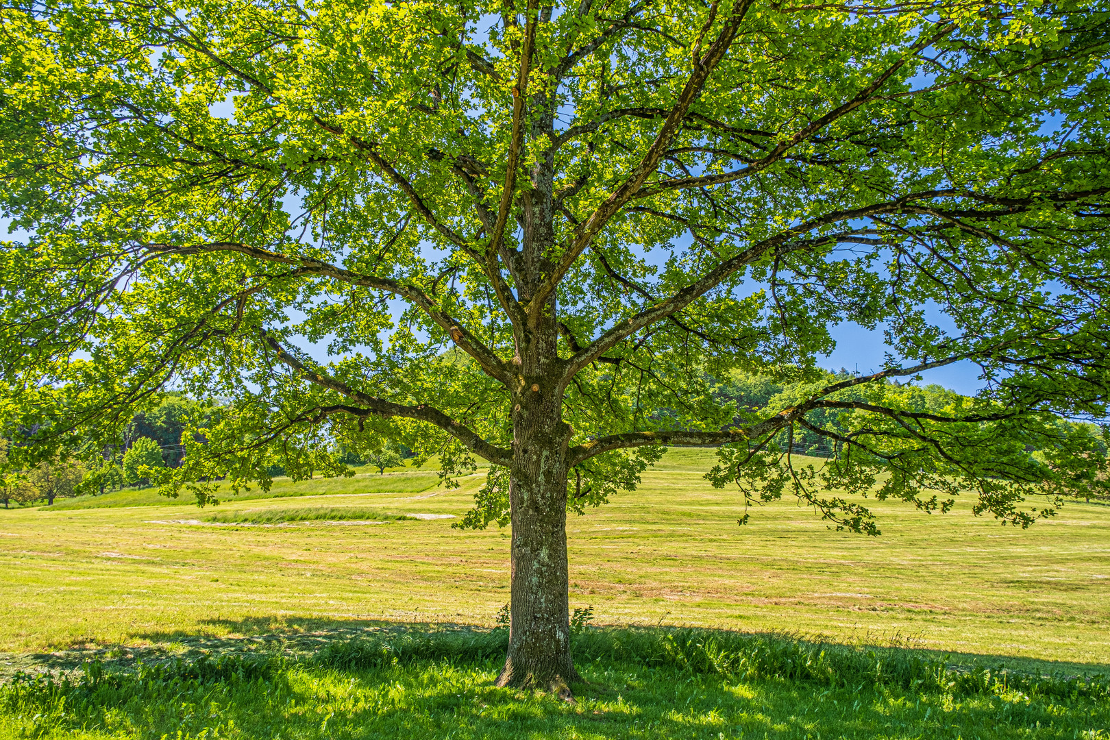 Nur ein Baum