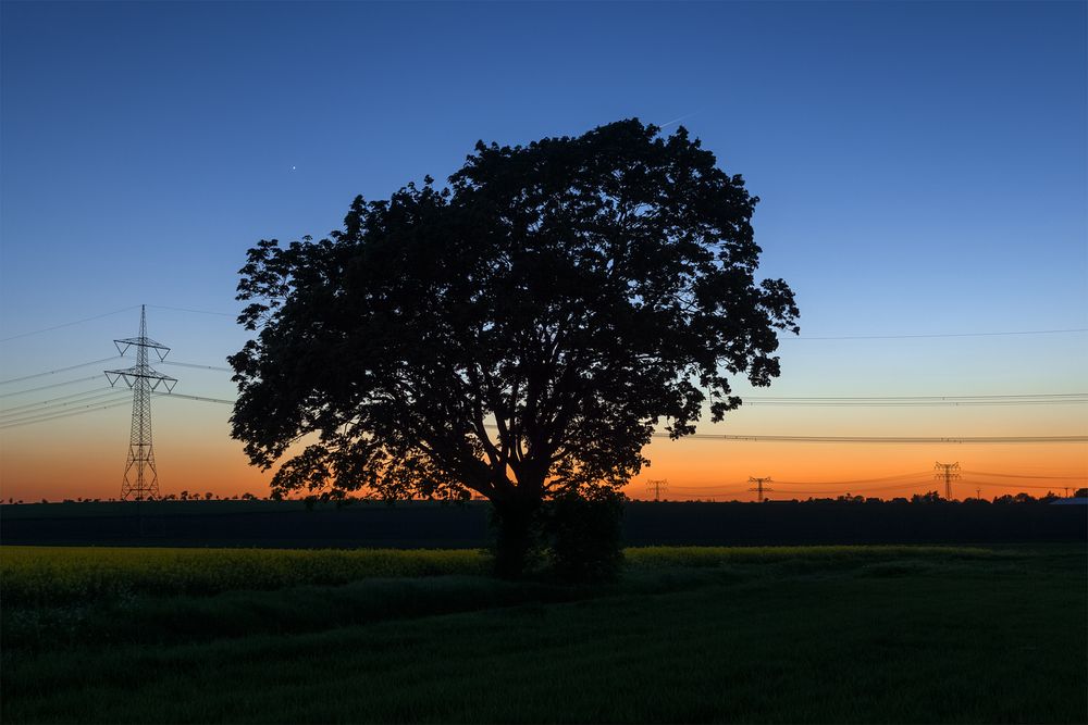 Nur ein Baum