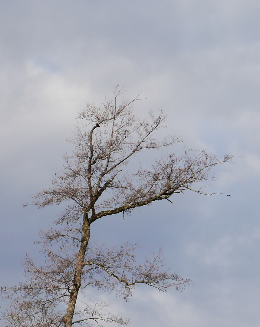 nur ein Baum