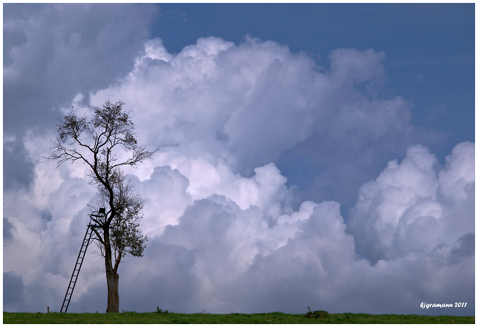 nur ein baum......