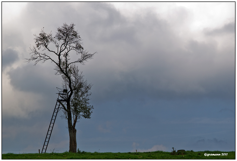 nur ein baum.......