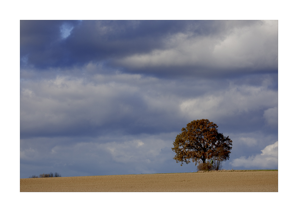 Nur ein Baum im Herbst