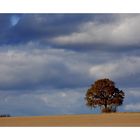 Nur ein Baum im Herbst