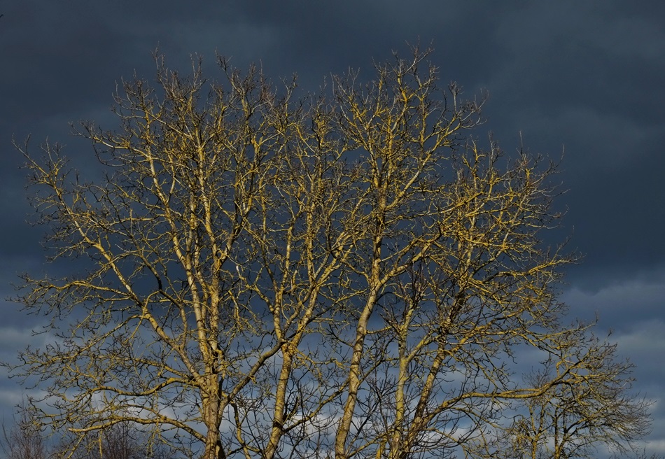 Nur ein Baum - im Ländle