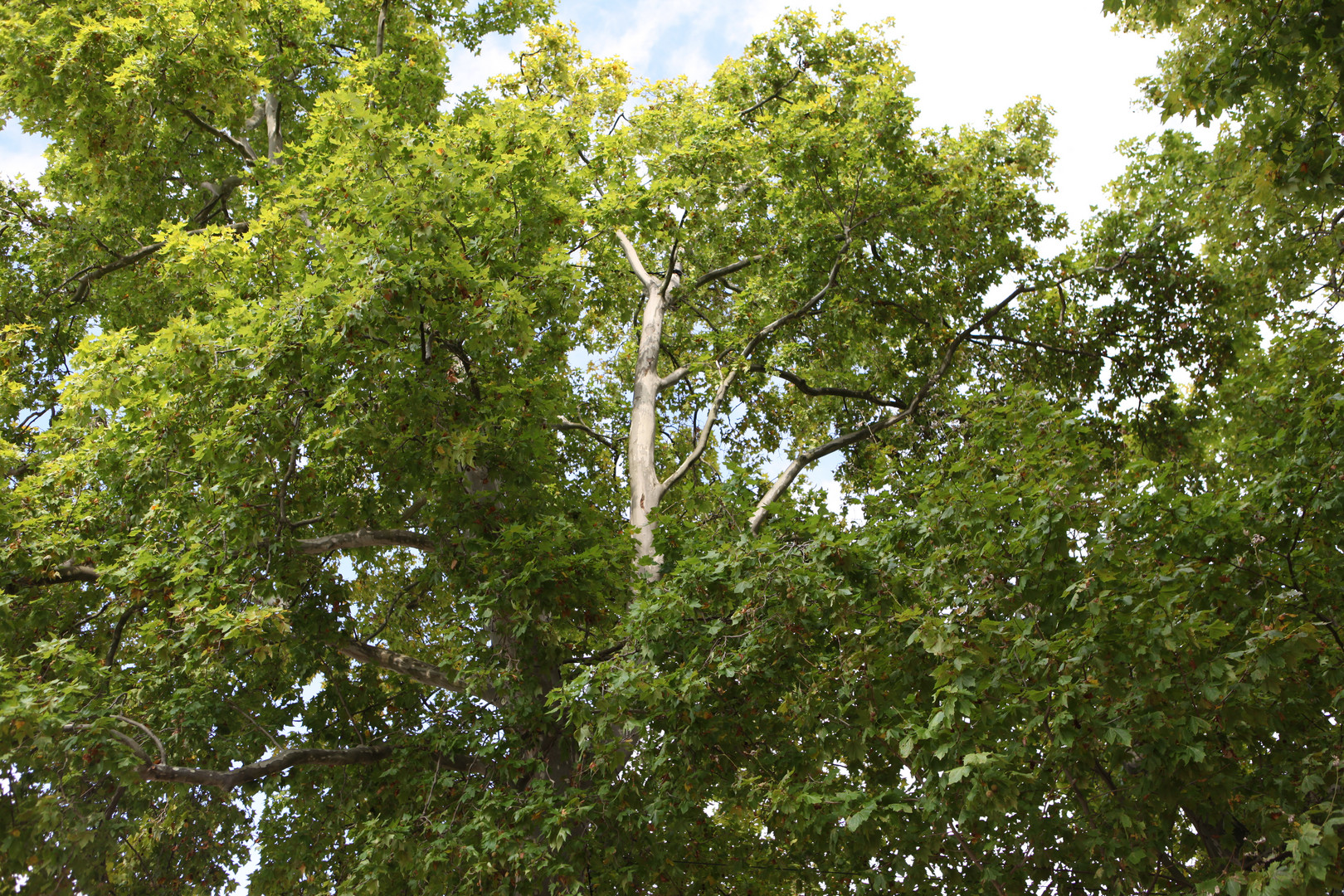 Nur ein Baum im Sommer