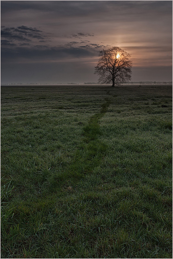 nur ein Baum - making off :-))