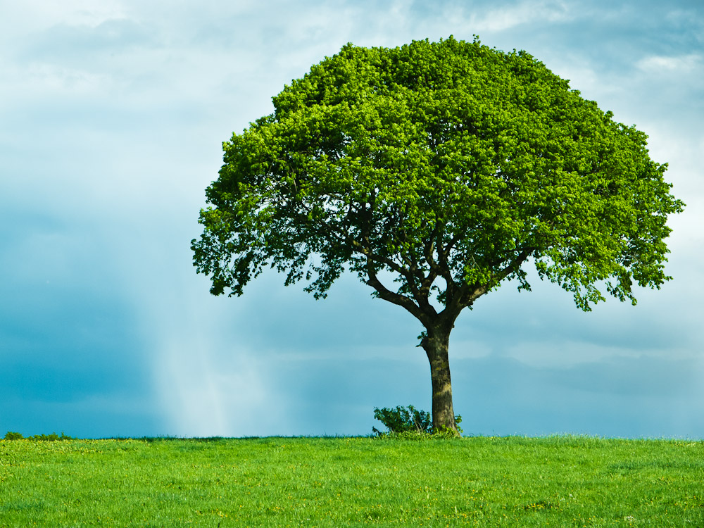 Nur ein Baum? Nur ein Baum!