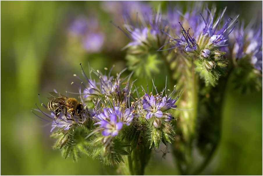 nur ein Bienchen