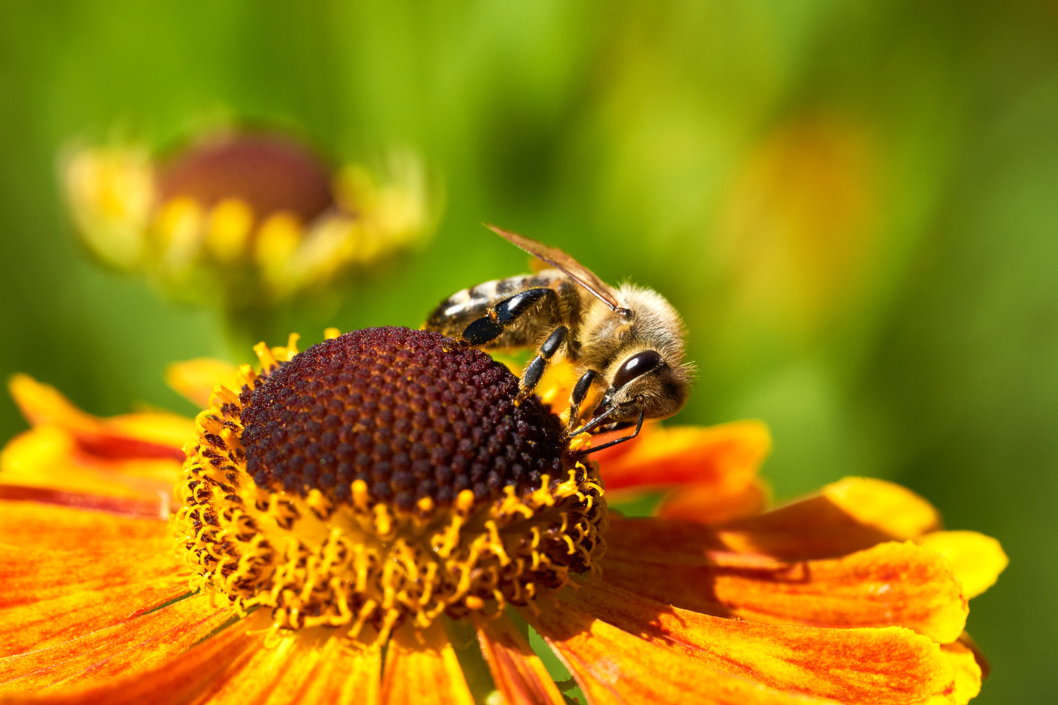 Nur ein Bienchen