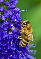 Nur ein Bienchen