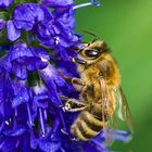 Nur ein Bienchen