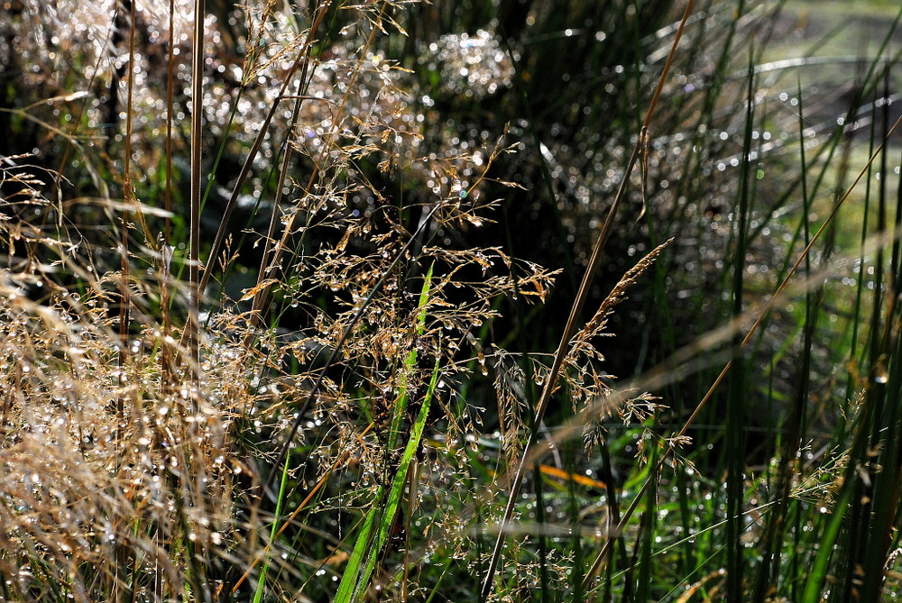 nur ein bischen gras im wald.......