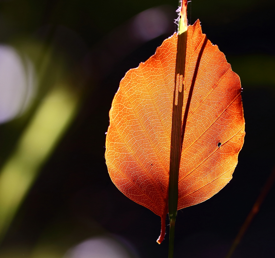 Nur ein Blatt