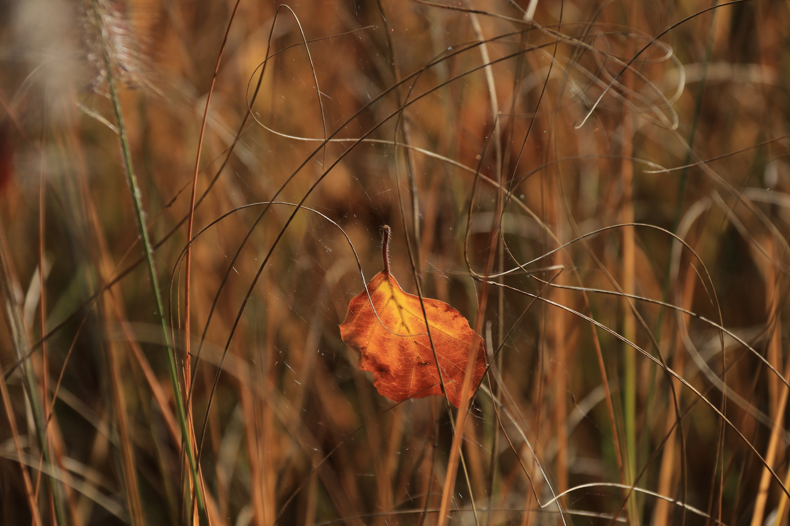 Nur ein Blatt