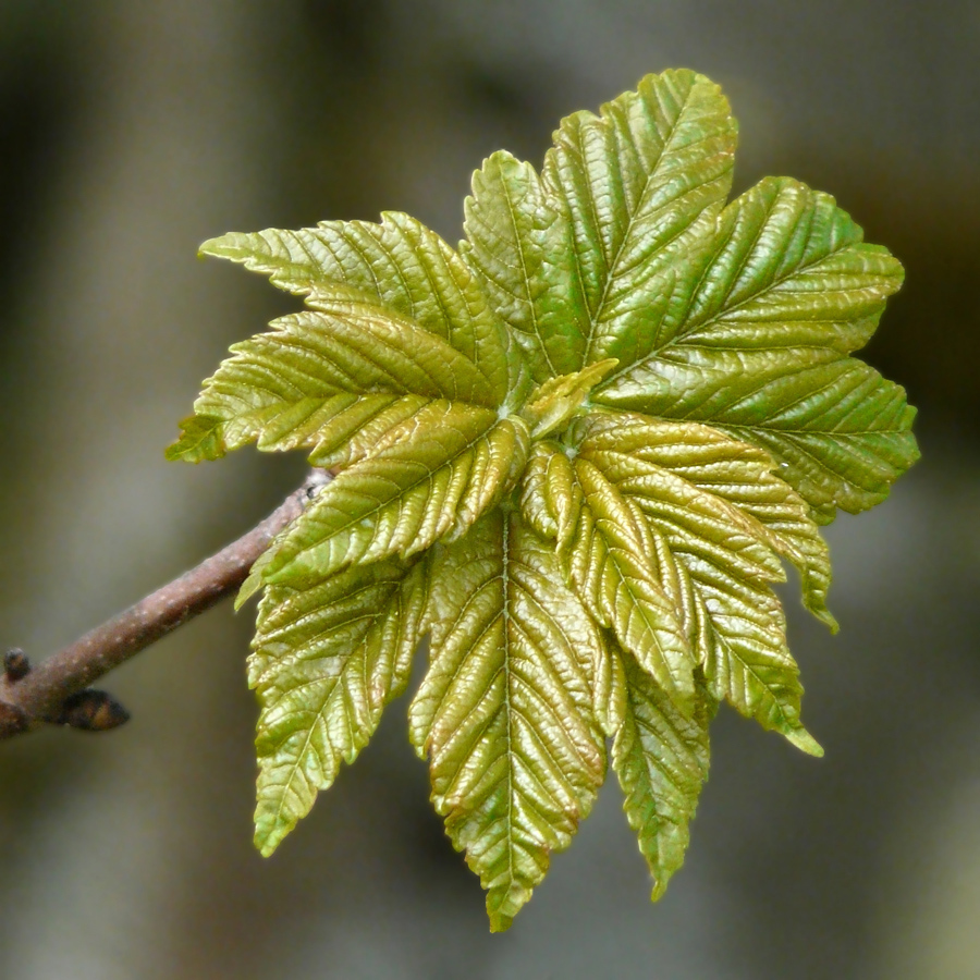 Nur ein Blatt