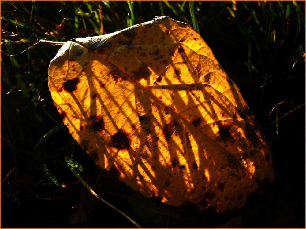 " Nur" ein Blatt...