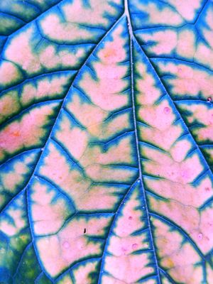 ---}}} nur ein blatt