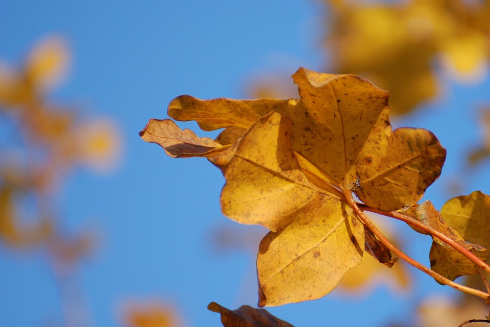 Nur ein Blatt