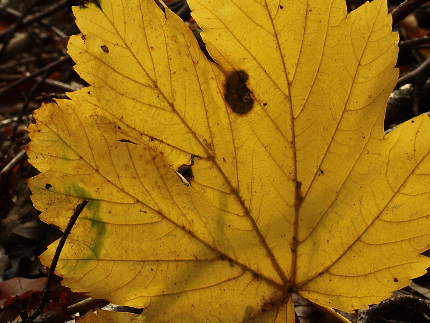 Nur ein Blatt..