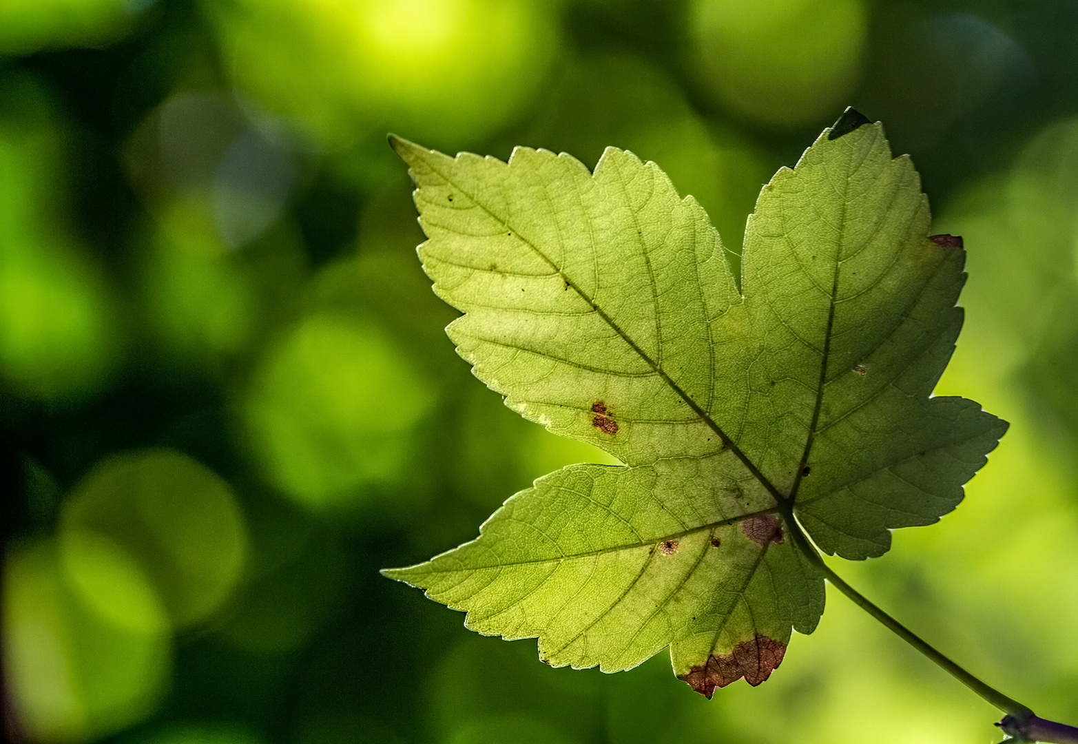 Nur ein Blatt